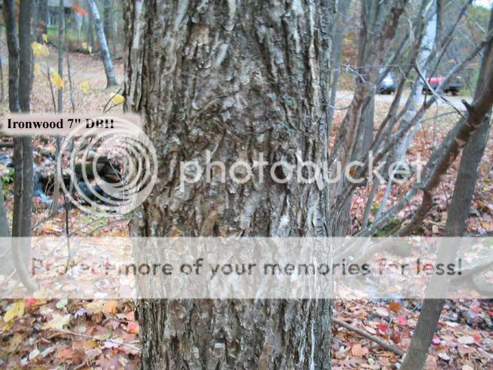 Eastern Hophornbeam (Ironwood)